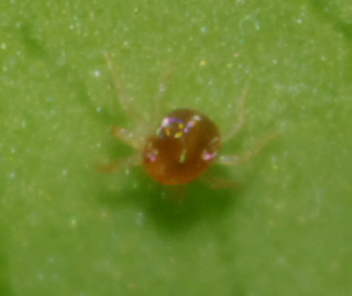 Anystis sp.
